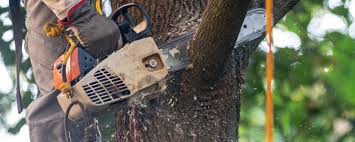 Best Stump Grinding and Removal  in Walthourville, GA