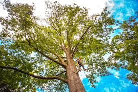 Best Root Management and Removal  in Walthourville, GA
