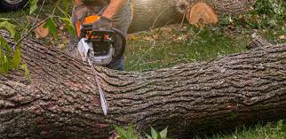 Best Palm Tree Trimming  in Walthourville, GA