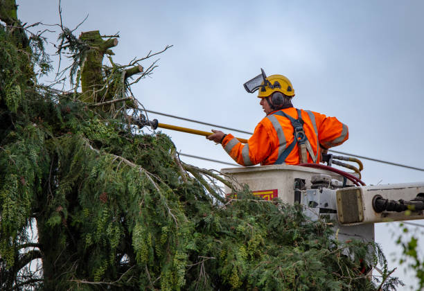 Best Tree Removal  in Walthourville, GA