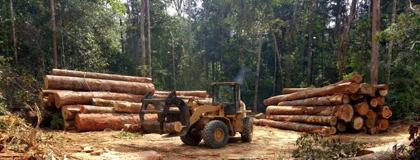 Best Tree Preservation Services  in Walthourville, GA