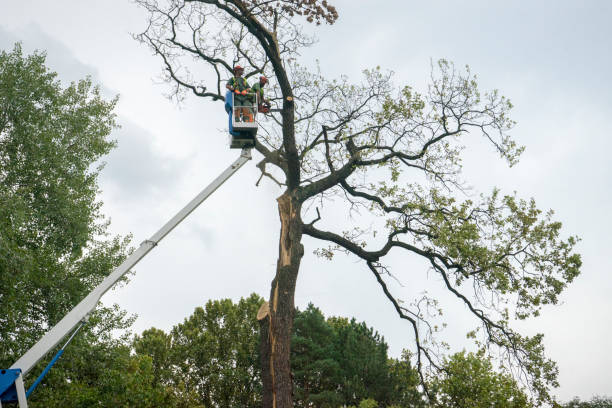 Best Firewood Processing and Delivery  in Walthourville, GA