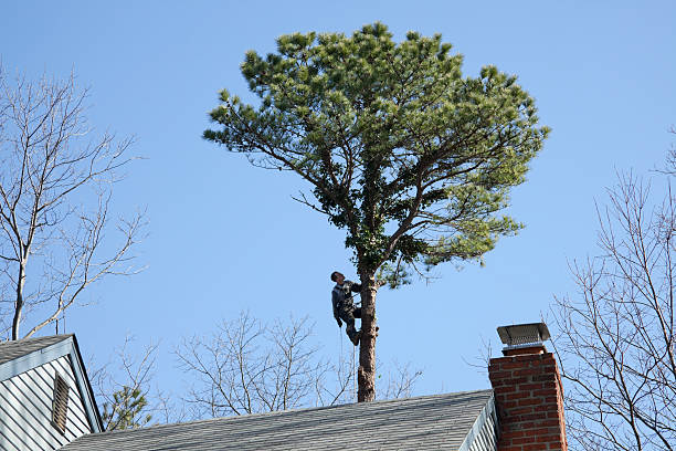 How Our Tree Care Process Works  in  Walthourville, GA