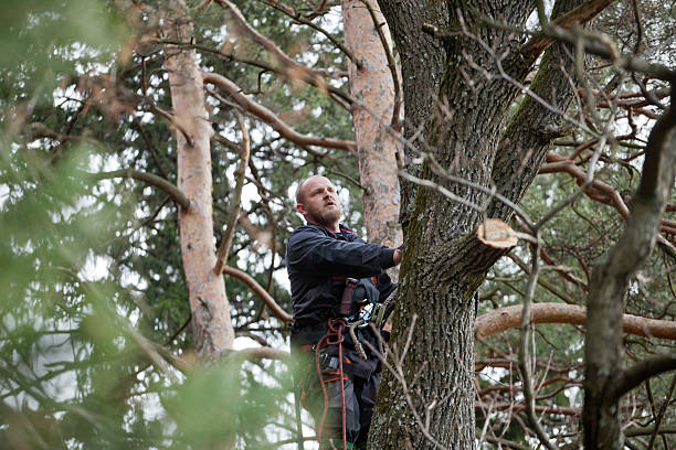 Best Storm Damage Tree Cleanup  in Walthourville, GA