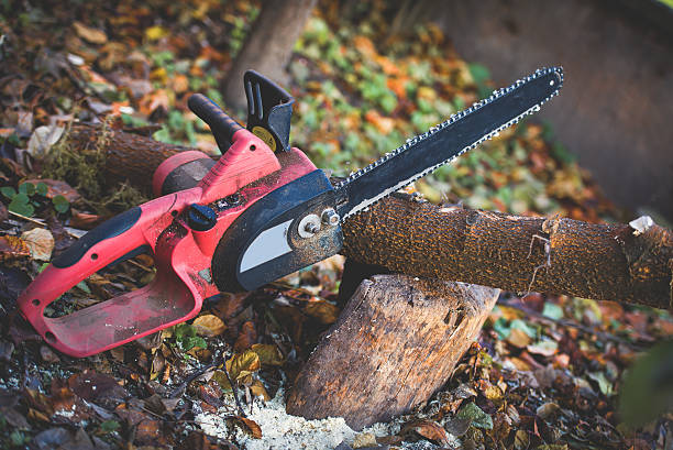 Best Lawn Renovation and Restoration  in Walthourville, GA
